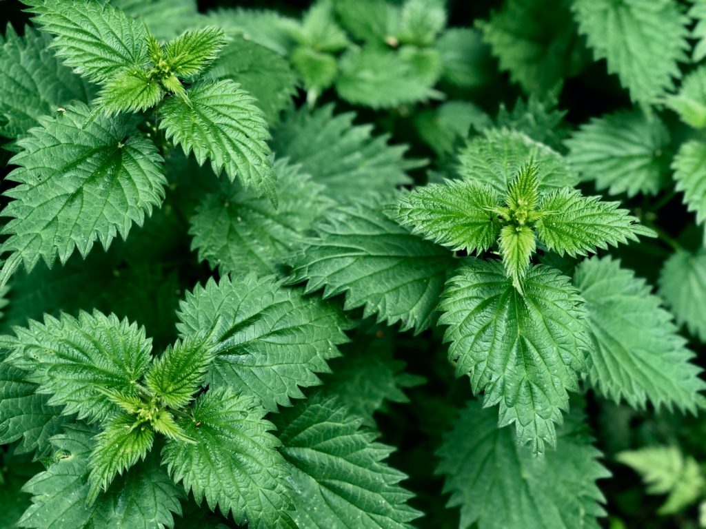 green leaves plant