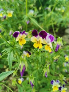 yellow and violet johnny jumpups